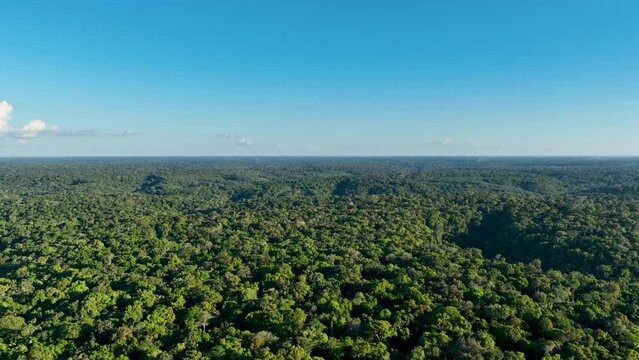 Amazon River At Manaus Amazonas Brazil. Forest Landscape Natural Scene. Forest Aerial View Amazon Green. Forest Outdoors Amazon Background Vegetation. Forest Green Summer Rainforest. Manaus Amazonas.