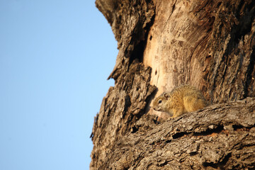 Ockerfußbuschhörnchen / Tree squirrel / Paraxerus cepapi