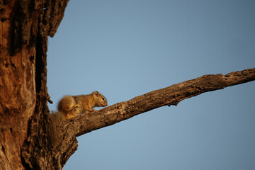 Ockerfußbuschhörnchen / Tree squirrel / Paraxerus cepapi