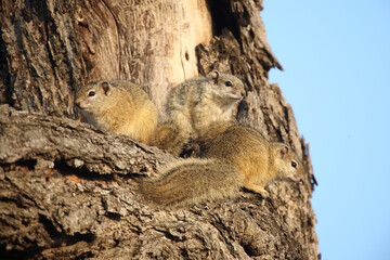 Ockerfußbuschhörnchen / Tree squirrel / Paraxerus cepapi