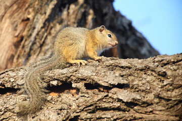 Ockerfußbuschhörnchen / Tree squirrel / Paraxerus cepapi
