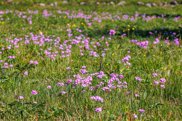 Obraz premium Flowering meadow with Birds eye primrose flowers