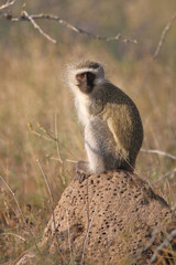 Grüne Meerkatze / Vervet monkey / Cercopithecus aethiops .