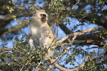 Grüne Meerkatze / Vervet monkey / Cercopithecus aethiops .