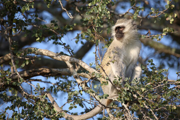 Grüne Meerkatze / Vervet monkey / Cercopithecus aethiops .