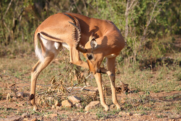 Schwarzfersenantilope / Impala / Aepyceros melampus