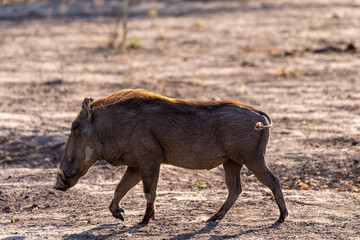 Fototapeta premium Closeup of a Common Warthog, Phacochoerus africanus, roaming around Chobe National Park, Botswana.