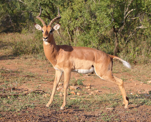 Schwarzfersenantilope / Impala / Aepyceros melampus
