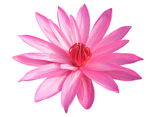 Closeup of Vibrant Pink Waterlily Isolated on Transparent Backdrop, PNG file - obrazy, fototapety, plakaty