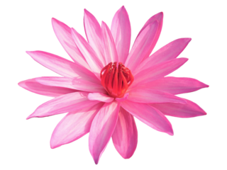 Closeup of Vibrant Pink Waterlily Isolated on Transparent Backdrop, PNG file