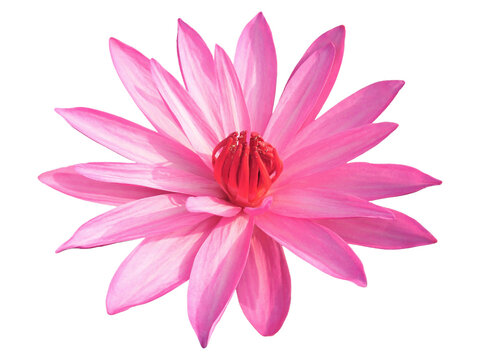 Closeup of Vibrant Pink Waterlily Isolated on Transparent Backdrop, PNG file