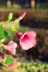 Fototapeta premium Closeup of Gorgeous Allamanda Blanchetii Flower Blossoming in the Sunlight