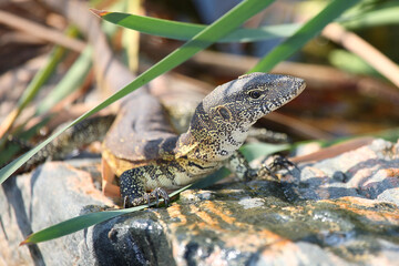 Nilwaran / Nile monitor / Varanus niloticus