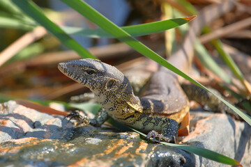 Nilwaran / Nile monitor / Varanus niloticus