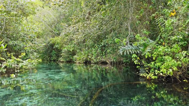 Slow pov on clear Rio cano frio in deep jungle of SAMAN&Aacute;, Dominican Republic 
