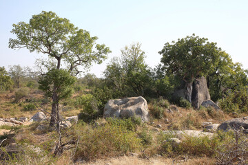 Afrikanischer Busch - Krügerpark / African Bush - Kruger Park /