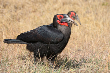 Kaffernhornrabe / Southern ground hornbill / Bucorvus leadbeateri