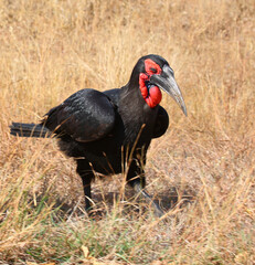 Kaffernhornrabe / Southern ground hornbill / Bucorvus leadbeateri