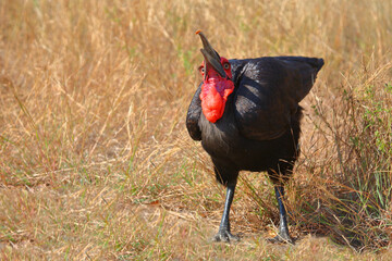 Kaffernhornrabe / Southern ground hornbill / Bucorvus leadbeateri..