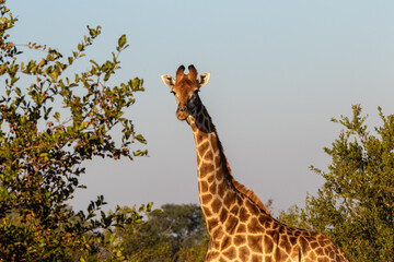 Giraffe isolated in the African wilderness