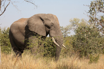 Fototapeta premium Afrikanischer Elefant / African elephant / Loxodonta africana