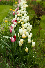 rabata kwiatowa z tulipanów białych i różowych