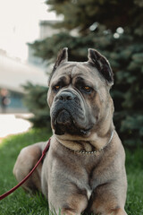 Cane Corso portrait. Cane Corso sits on green grass outdoors. Large dog breeds. Italian dog Cane Corso. The courageous look of a dog. Summer season. Formentino color.