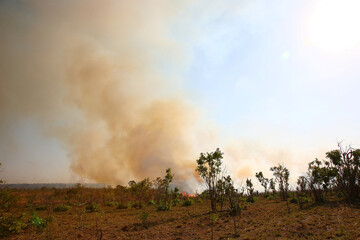 Fototapeta na wymiar Afrikanischer Busch - Krügerpark - Buschfeuer / African Bush - Kruger Park - Bushfire /