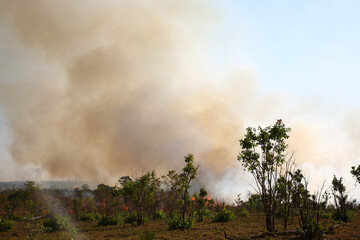 Obraz na płótnie Canvas Afrikanischer Busch - Krügerpark - Buschfeuer / African Bush - Kruger Park - Bushfire /