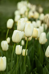white, cream full tulips in the garden against the background of greenery