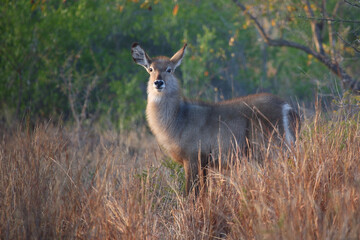 Wasserbock / Waterbuck / Kobus ellipsiprymnus..