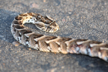 Puffotter / Puff adder / Bitis arietans