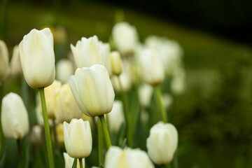 white, cream full tulips in the garden against the background of greenery
