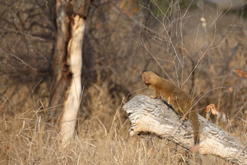Schlankmanguste / Slender mongoose / Galerella sanguinea