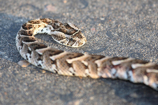 Puffotter / Puff adder / Bitis arietans