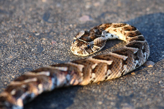 Puffotter / Puff adder / Bitis arietans