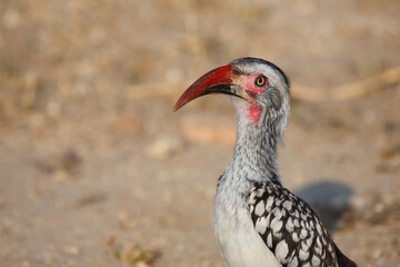 Rotschnabeltoko / Red-billed hornbill / Tockus erythrorhynchus