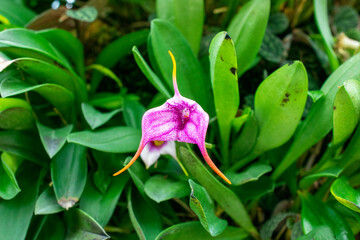Masdevallia infracta