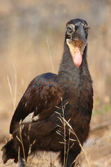 Kaffernhornrabe / Southern ground hornbill / Bucorvus leadbeateri.