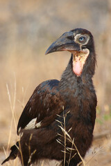 Kaffernhornrabe / Southern ground hornbill / Bucorvus leadbeateri.