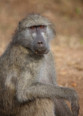 Bärenpavian / Chacma baboon / Papio ursinus..