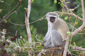 Grüne Meerkatze / Vervet monkey / Cercopithecus aethiops .