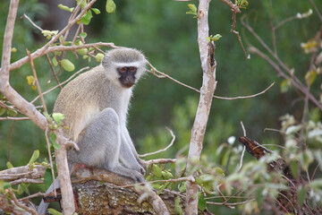 Grüne Meerkatze / Vervet monkey / Cercopithecus aethiops .