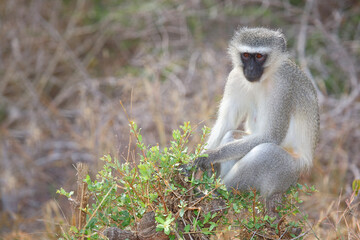 Grüne Meerkatze / Vervet monkey / Cercopithecus aethiops .