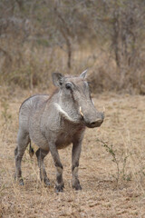 Warzenschwein / Warthog / Phacochoerus africanus
