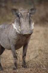 Warzenschwein / Warthog / Phacochoerus africanus