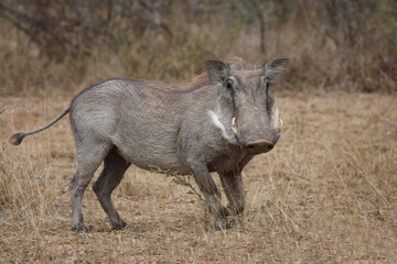 Warzenschwein / Warthog / Phacochoerus africanus