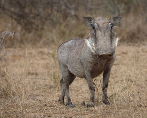 Warzenschwein / Warthog / Phacochoerus africanus