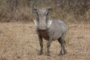 Warzenschwein / Warthog / Phacochoerus africanus