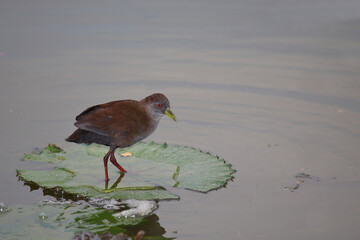 Negerralle / Black crake / Amaurornis flavirostra.